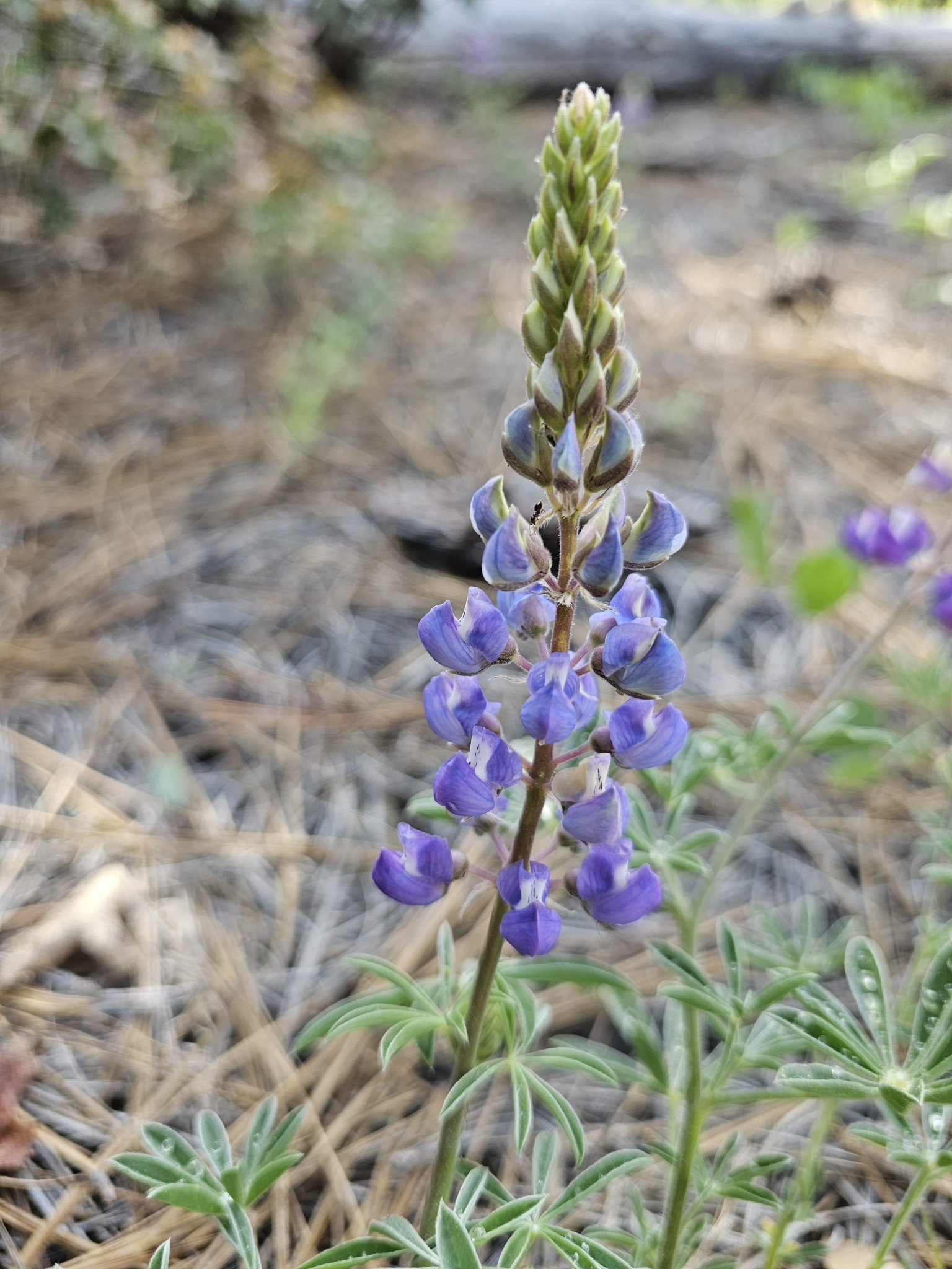 Lupinus adsurgens