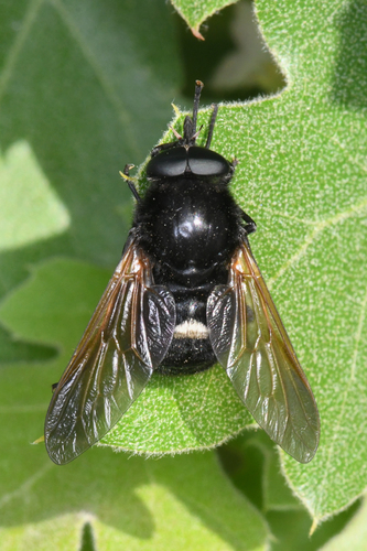 Volutine Stoneyian Tabanid Fly