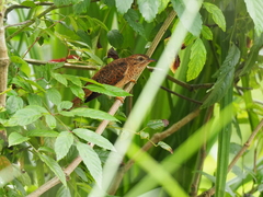 Cacomantis merulinus