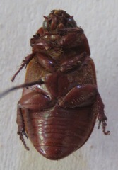 Cyclocephala melanocephala image
