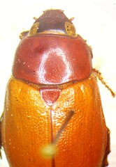 Image of Cyclocephala melanocephala