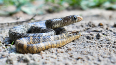 Indigo Snake photo 3