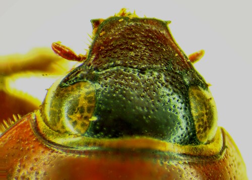 Cyclocephala melanocephala image