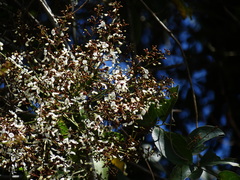 Derris laxiflora