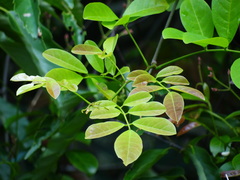 Derris laxiflora