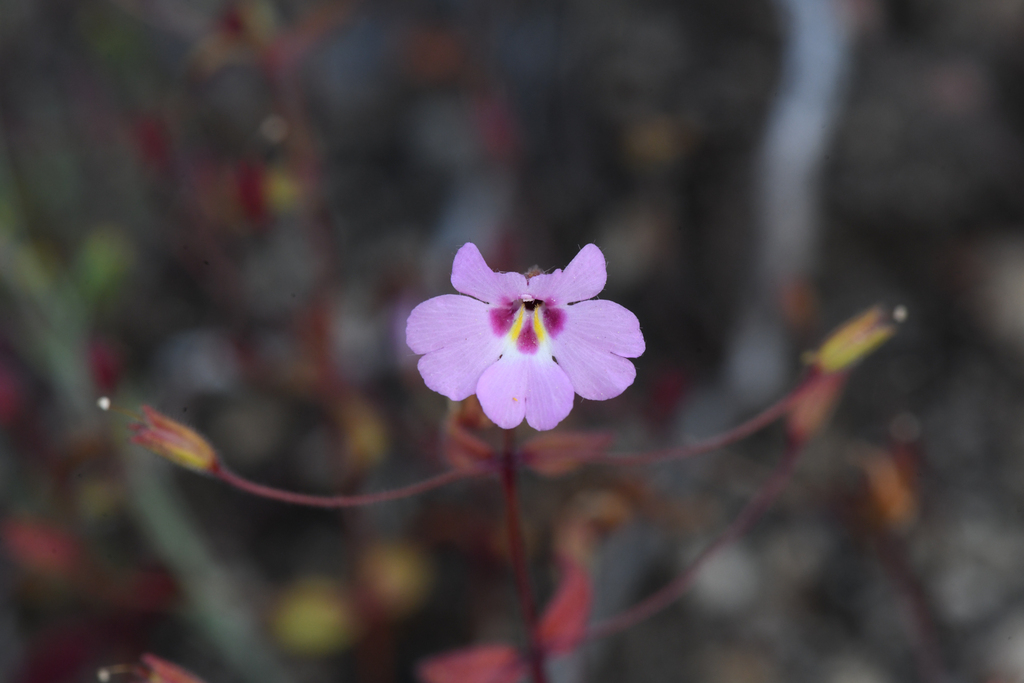 slender-stalked monkeyflower