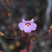 Slender-stalked Monkeyflower - Photo (c) Chloe and Trevor Van Loon, some rights reserved (CC BY), uploaded by Chloe and Trevor Van Loon