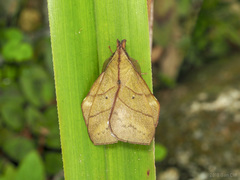 Radhica himerta