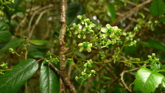 Rubus schmidelioides schmidelioides