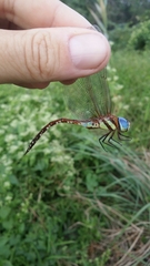 Anaciaeschna jaspidea