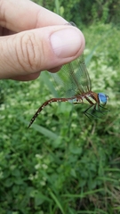 Anaciaeschna jaspidea