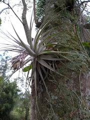 Tillandsia gardneri