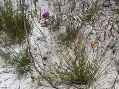 Corymbium glabrum rogersii