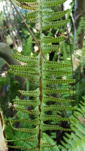 Nephrolepis cordifolia