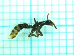 Leptogenys kitteli