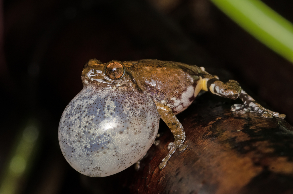 Kudremukh Bush Frog from Guddekeri, Karnataka 577424, India on August 3 ...