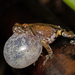 Kudremukh Bush Frog - Photo (c) Girish Gowda, some rights reserved (CC BY-NC), uploaded by Girish Gowda