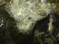 Anthopleura dixoniana