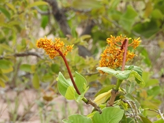 Palicourea rigida