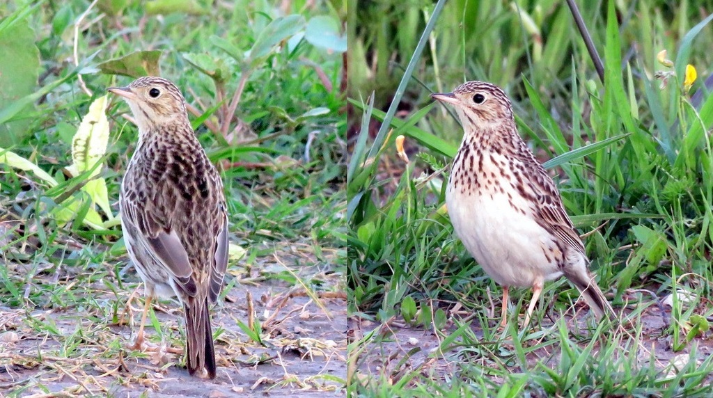 Short-tailed Pipit photo