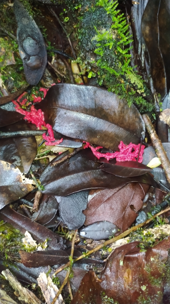 Clathrus · May 2023 · photo: © guillaume_delaitre (iNaturalist, cc-by)