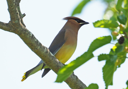 Cedar Waxwing photographed in Virginia