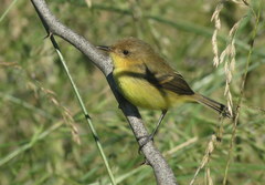 Pseudocolopteryx flaviventris