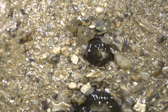Anthopleura dixoniana