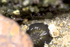 Anthopleura dixoniana