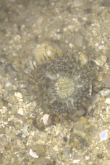 Anthopleura dixoniana