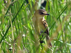 Polystictus pectoralis