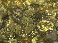 Anthopleura dixoniana