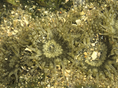 Anthopleura dixoniana
