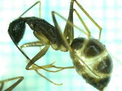 Camponotus carin