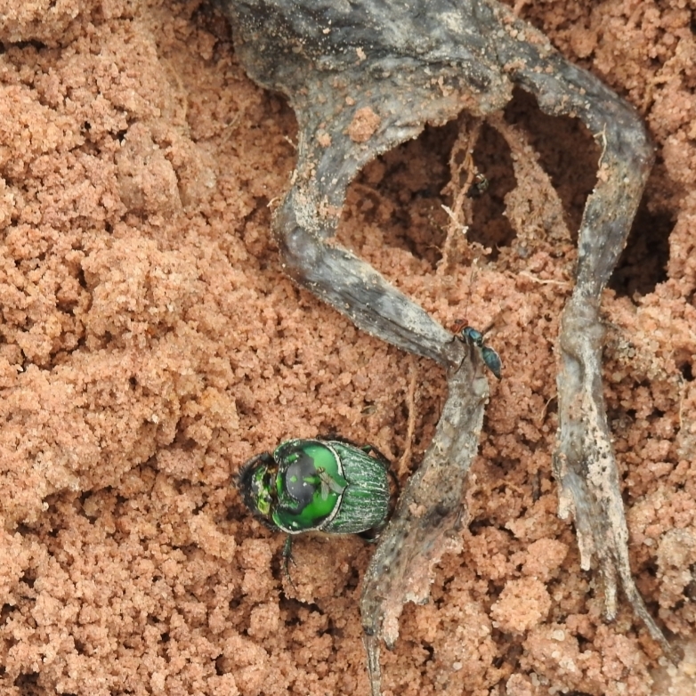Oxysternon palaemon
