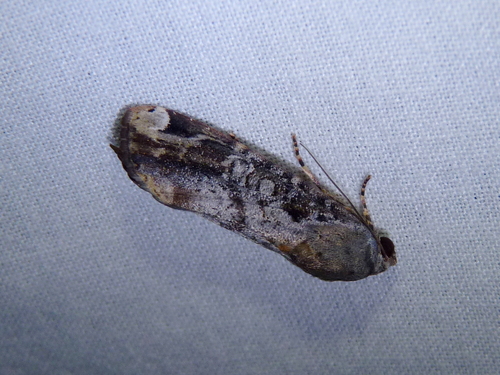 Orbed Narrow-wing Moth photo 2