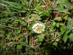 Trifolium repens