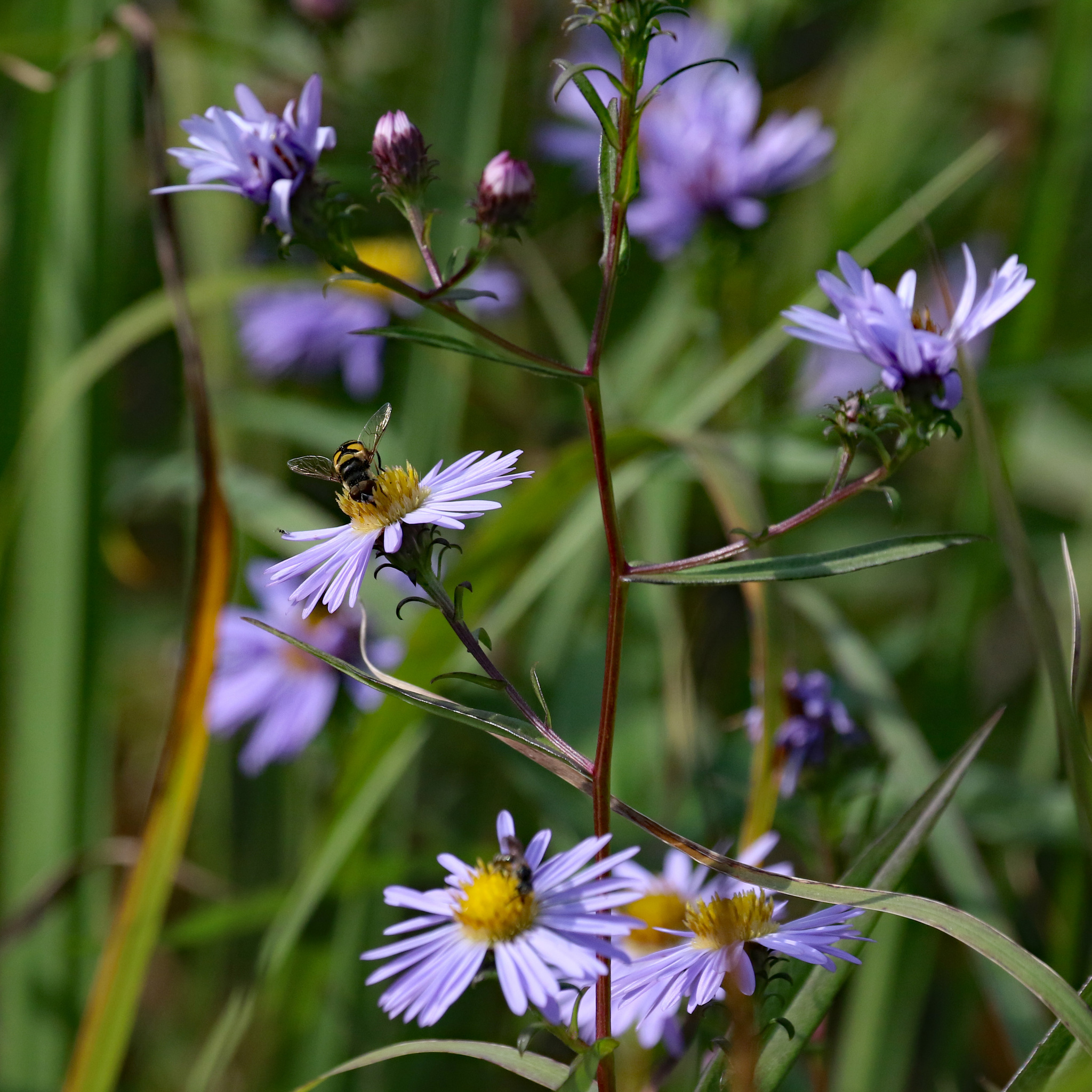 Symphyotrichum novi-belgii var. elodes