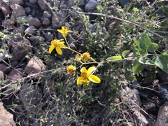 Bahiopsis chenopodina