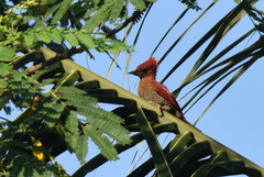 Chrysophlegma miniaceum