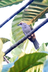 Pycnonotus zeylanicus