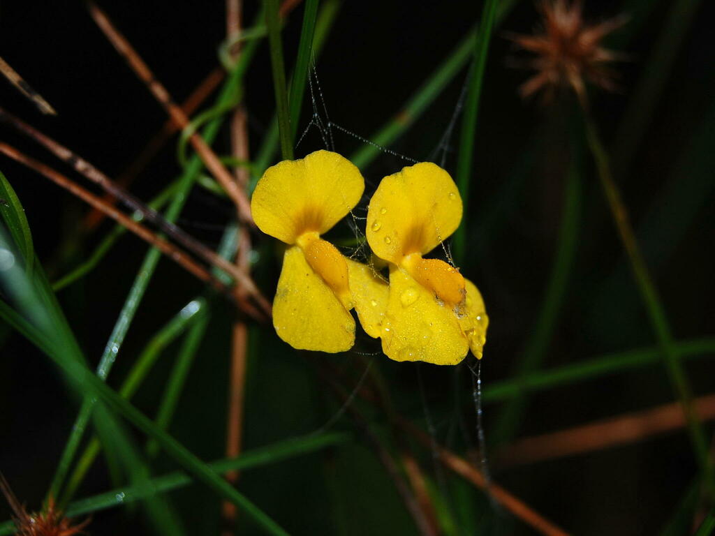 Utricularia involvens Ridl.