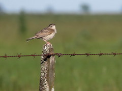 Anthus hellmayri