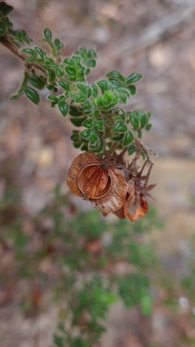 Dodonaea pinnata (Dodonaea pinnata)