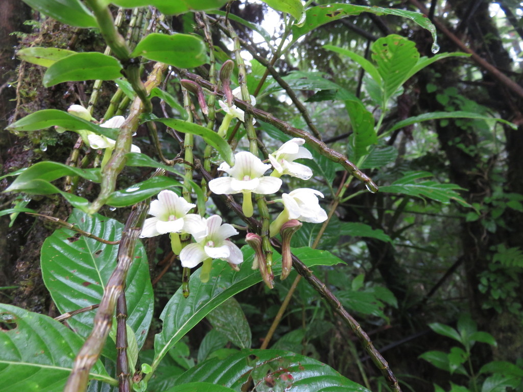 Dendrobium chameleon