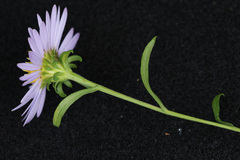 Symphyotrichum novi-belgii elodes