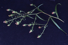 Symphyotrichum novi-belgii elodes