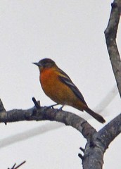 Icterus galbula