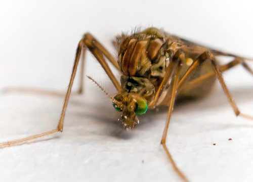 Psectrotanypus varius, photo 8 of 10