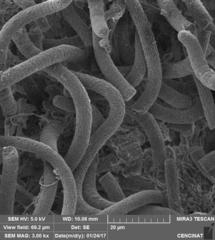 Arthrospira platensis